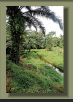 A Creek in a Forest Farm Land in the central Osa Peninsula, with Oil Palm Plantation , good rainforest, Fresh Water Springs