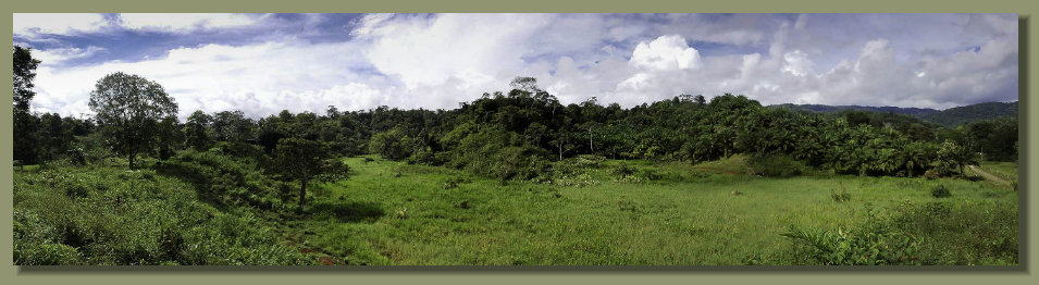 A Forest Farm Land in the central Osa Peninsula, with Oil Palm Plantation , good rainforest, Frees Water Springs. A Real Estate 