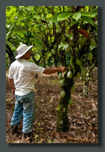  One of the Local Farmer that Help for to set a Micro Farm for a correct start, is checking a Cocoa tree in a PLantation of an Osa Peninsula Farm Land Property