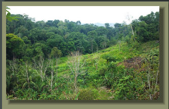 15 Hectares Hill Farm with Lots of Fruit Trees, Pond, Springs, Forest and agricultural land, at 20 minutes from beaches.