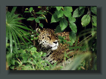The Jaguar is still present with a good population in side the Corcovado National Park, and often visible in the Pristine Rainforest Properties and Lands in the Inner Osa Peninsula Farms and Micro Farms