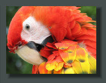  A Scarlet macaw, a common bird in the Osa Peninsula Real Estates, often visible in the streets of Puerto Jimenez and along the Beaches of the Golfo Dulce Lots, Lands, Properties