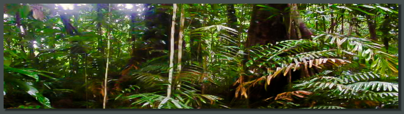  Big Trees are always present in a Pristine Rainforest Land Property in the Osa Peninsula