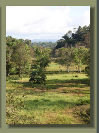 Good Pasture land as this is not easy to find in the Osa Peninsula Properties for sale