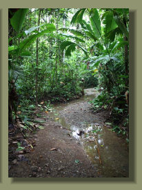A creek that runs inside the forest of the Osa Peninsula  Farm  has good pure fresh water the whole year