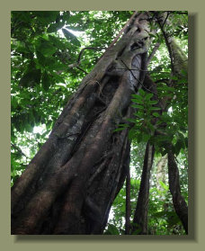 A big Tree in the forest land of this Osa Peninsula Property that is good fro Micro Farm too