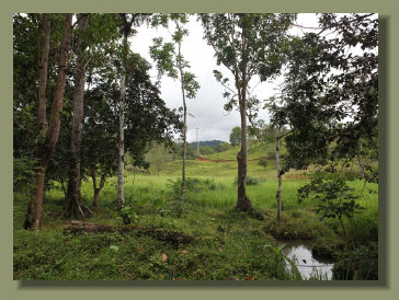 The flat land of the Osa Peninsula Farm with a creek good for the Cattle or for the crops of the Micro Farming Project