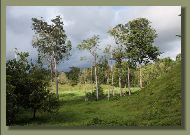 Great Farm Land in the Osa Peninsula, good for any kind of crop or cattle breeding