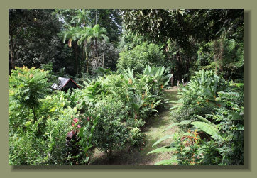 The Garden with a lot of fruit trees and tropical flower of a Costa Rica Real Estate Land