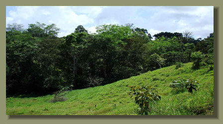 The forest that surround the fresh water spring of this Costa Rica Real Estate Micro Farm
