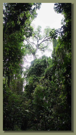 Big Ceiba Tree is gorwing in the middle of the Forest of a Farm Land in the Mountains of the Osa Peninsula