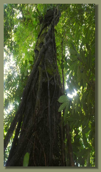 A big Tree grows in the Forestof this Land in the middle of the Osa Peninsula, south Costa Rica real estate