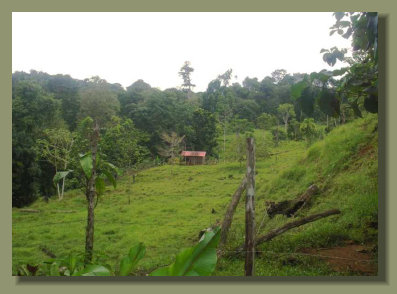 A simple wooden House in the pastureland of this Forest Farm Real Estate of the Osa Peninsula