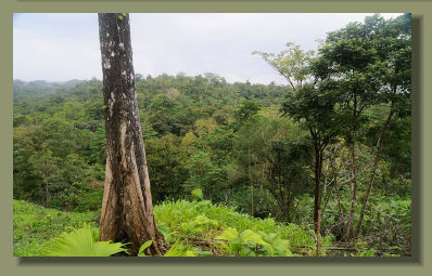 A view of the Beautiful Rain Forest that cover a part of this Forest Farm good for Cattle breeding too