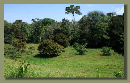 The Pasture land in the flat area of this Farm Land Osa Peninsula Property