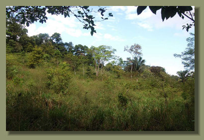 the hill of the Osa PEninsula Property with a lot of Pasture Land and Forest Land with Water Springs