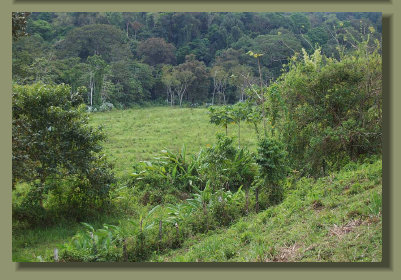 the flat pasture land of this Farm Land Forest Land in the south of Costa Rica Real Estate