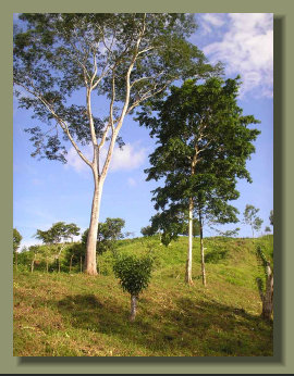 Big trees in the Pasture Land of an Osa Peninsula Farm  Farm Land Forest land with River and Fresh Water Spring 